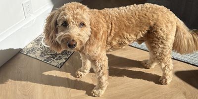 Dog Boarding in Parkland FL