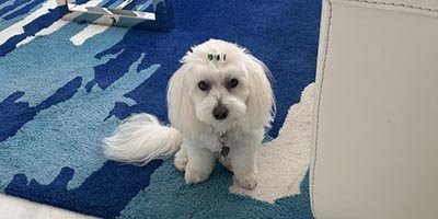 Dog Boarding in Pembroke Pines FL 