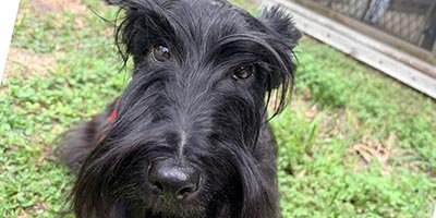 Dog Boarding in Plantation FL
