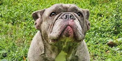 Dog Boarding in Sunrise FL