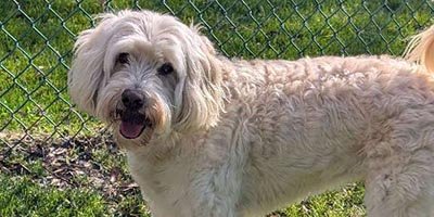 Dog Boarding in Tamarac FL