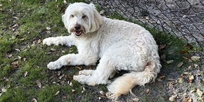 Dog Boarding in Weston FL 