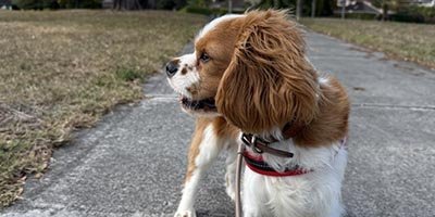 Dog Boarding in Wilton Manors FL 