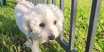 Dog Walking in Hollywood FL