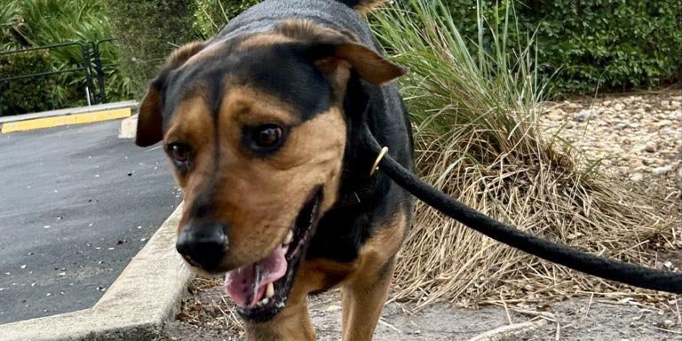 Dog Walking in Broward County FL