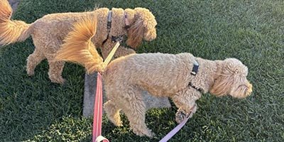 Dog Walking in Broward County FL