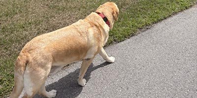 Dog Walking in Coconut Creek Fl