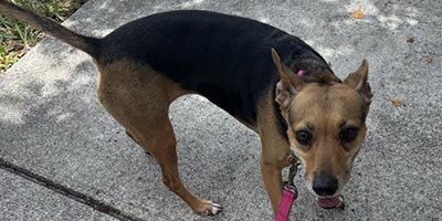 Dog Walking in Coconut Creek FL