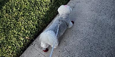 Dog Walking in Cooper City FL