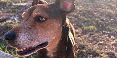 Dog Walking in Cooper City FL