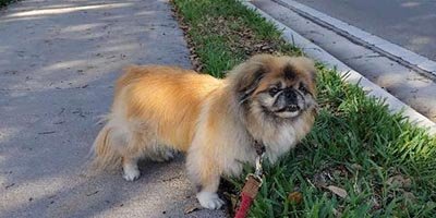 Dog Walking in Cooper City FL
