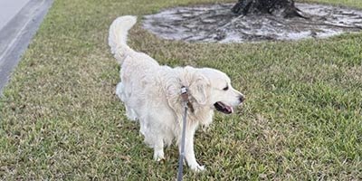 Dog Walking in Coral Springs FL