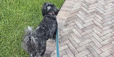 Dog Walking in Dania Beach FL