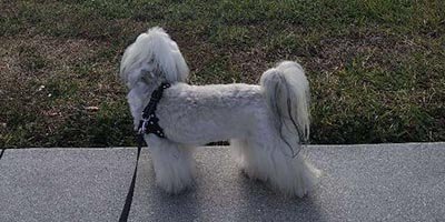 Dog Walking in Davie FL