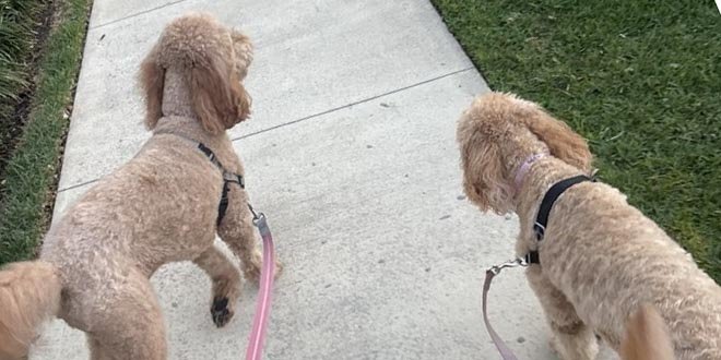 Dog Walking in Deerfield Beach FL