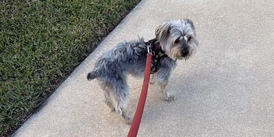 Dog Walking in Fort Lauderdale FL