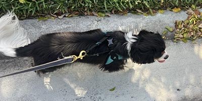 Dog Walking in Hallandale Beach FL