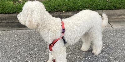 Dog Walking in Hollywood FL