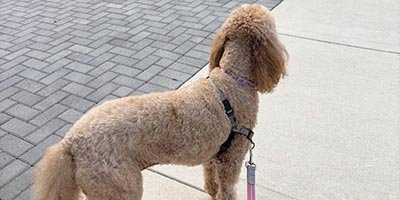 Dog Walking in Lauderdale Lakes FL