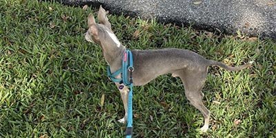 Dog Walking in Lighthouse Point FL