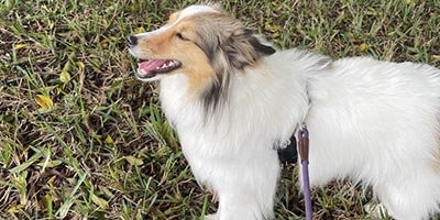 Dog Walking in Margate FL