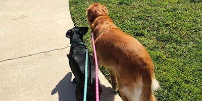 Dog Walking in Miramar FL