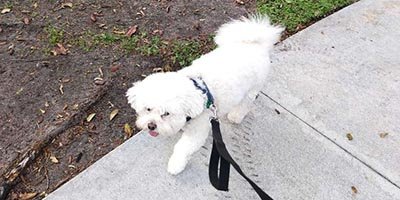 Dog Walking in Oakland Park FL