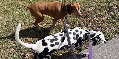 Dog Walking in Parkland FL