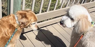 Dog Walking in Pembroke Pines FL
