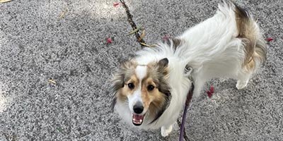 Dog Walking in Plantation FL