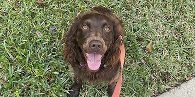 Dog Walking in Sea Ranch Lakes FL