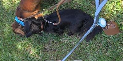 Dog Walking in Southwest Ranches FL 
