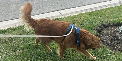 Dog Walking in Sunrise FL
