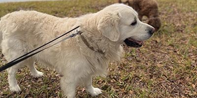 Dog Walking in Tamarac FL