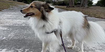 Dog Waking in West Park FL