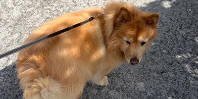 Dog Walking in Weston FL 