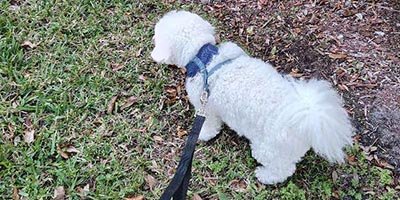 Dog Walking in Wilton Manors FL