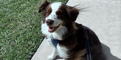 Dog Walking in Miramar FL