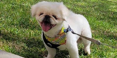 Dog Walking in Parkland FL