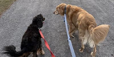 Dog Walking in Pompano Beach FL