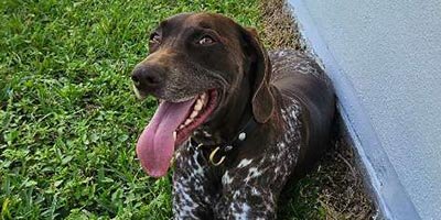 Dog Walking in Sunrise FL