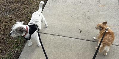 Dog Walking in Tamarac FL