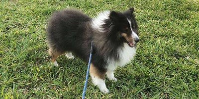 Dog Walking in Wilton Manors FL