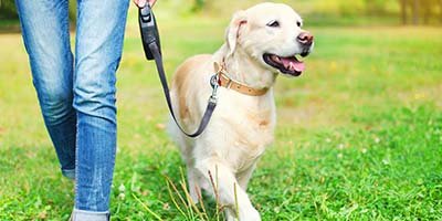 Pet Sitting and Dog Walking in Broward County FL