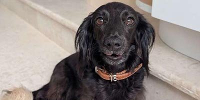 Pet Sitting in Broward County FL