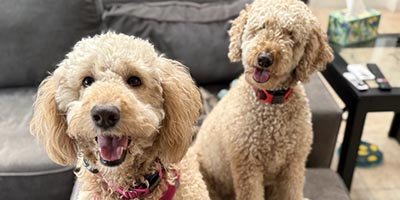 Pet Sitting in Broward County FL