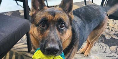 Pet Sitting in Broward County FL