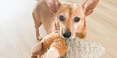 Pet Sitting in Broward County FL