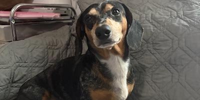 Pet Sitting in Coconut Creek FL
