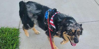 Pet Sitting in Coral Springs FL